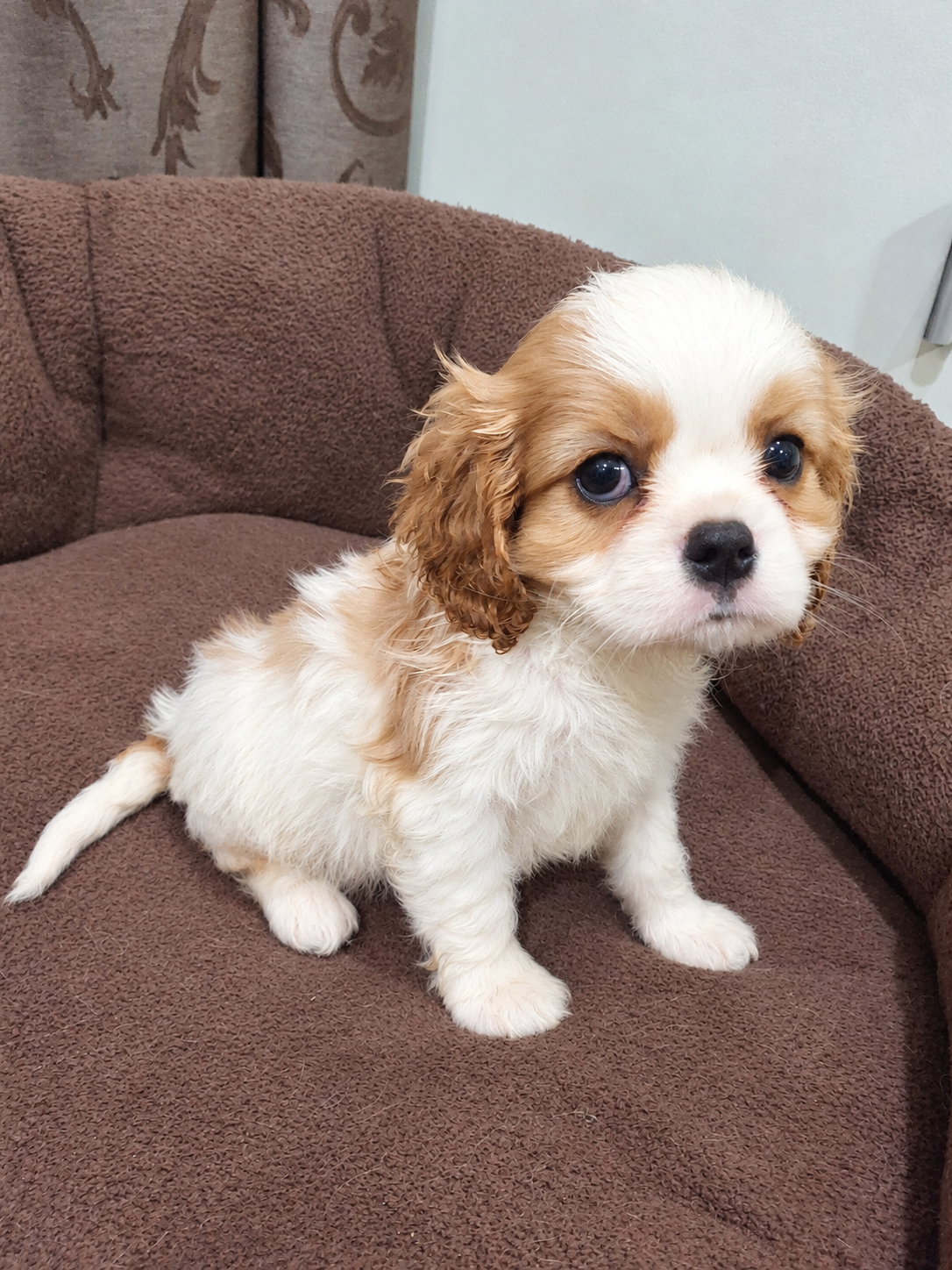 Cavalier King Charles spanjeli kutsikad!