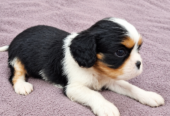 Cavalier King Charles spanjeli kutsikad!