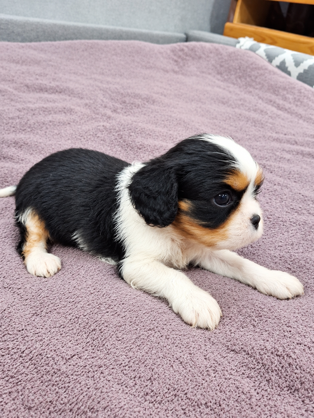 Cavalier King Charles spanjeli kutsikad!
