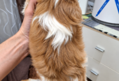 Cavalier King Charles spanjeli kutsikad!