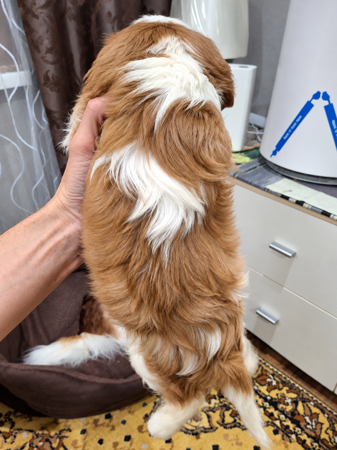 Cavalier King Charles spanjeli kutsikad!