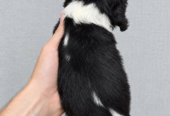 Cavalier King Charles spanjeli kutsikad!