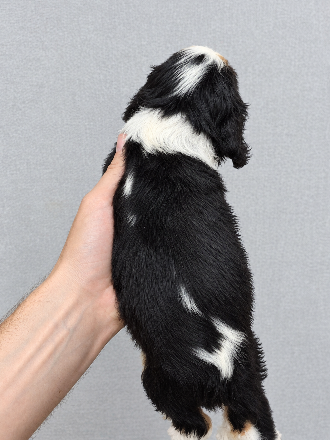Cavalier King Charles spanjeli kutsikad!