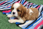 Cavalier King Charles spanjeli kutsikad!