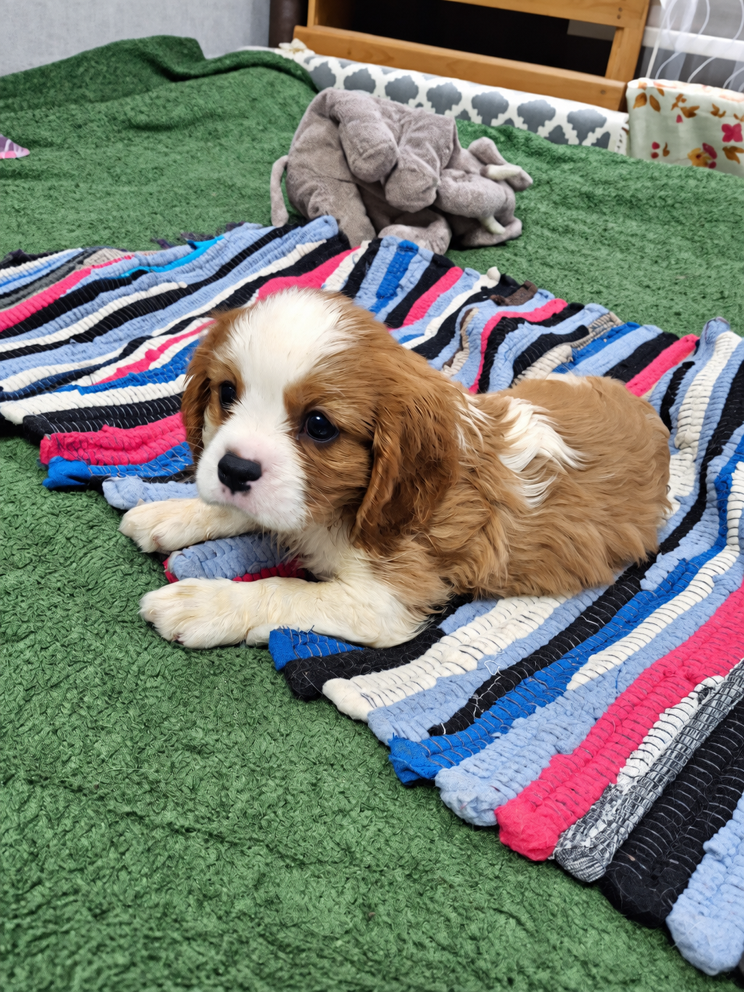 Cavalier King Charles spanjeli kutsikad!