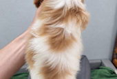 Cavalier King Charles spanjeli kutsikad!