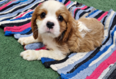 Cavalier King Charles spanjeli kutsikad!