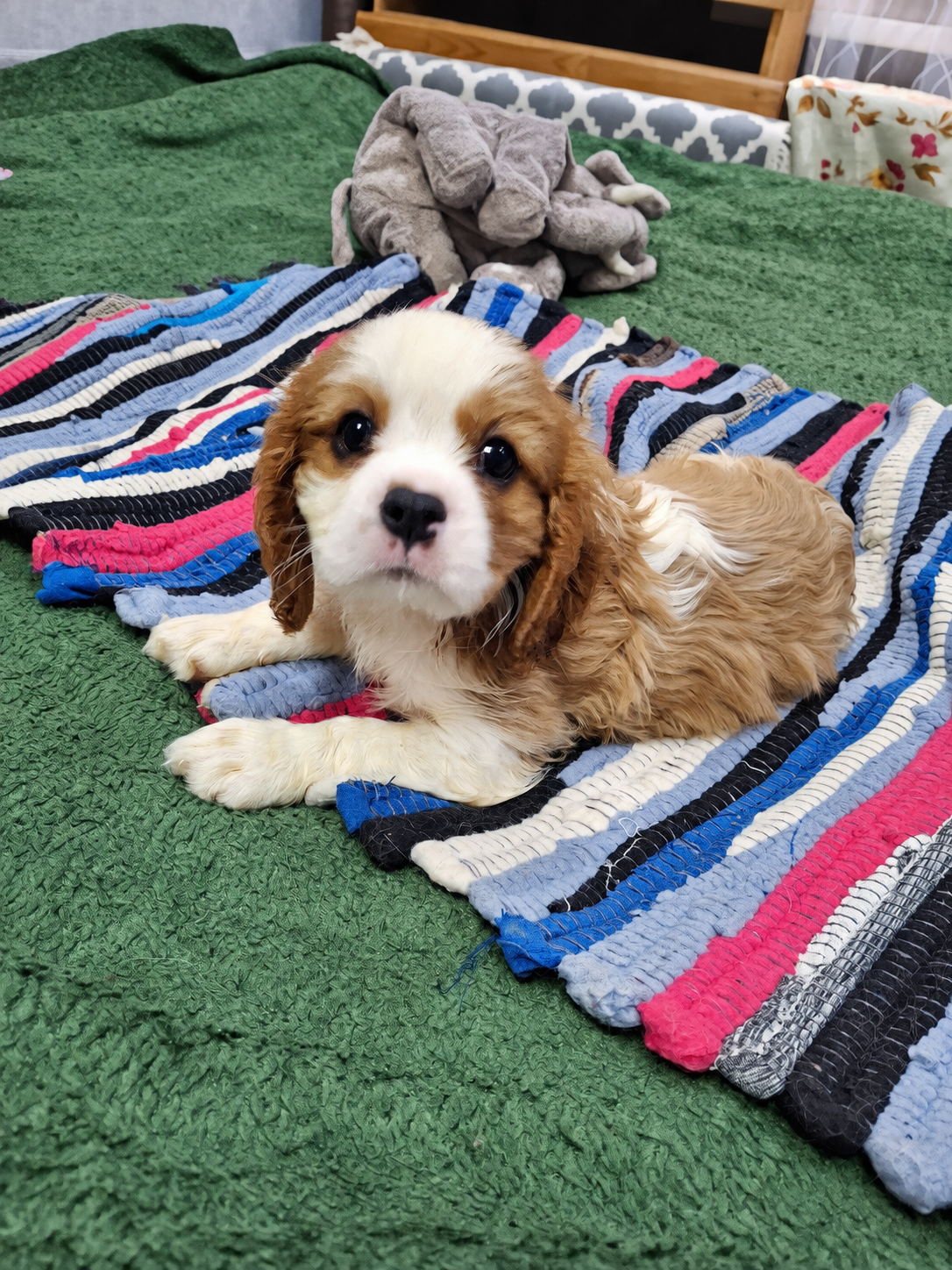 Cavalier King Charles spanjeli kutsikad!