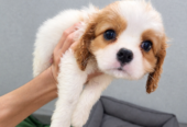 Cavalier King Charles spanjeli kutsikad!