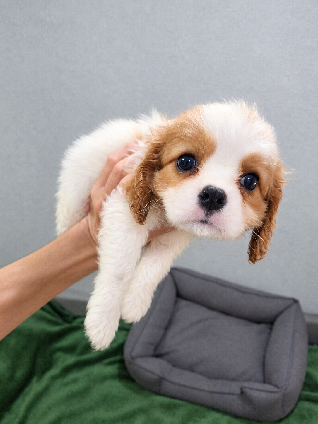 Cavalier King Charles spanjeli kutsikad!