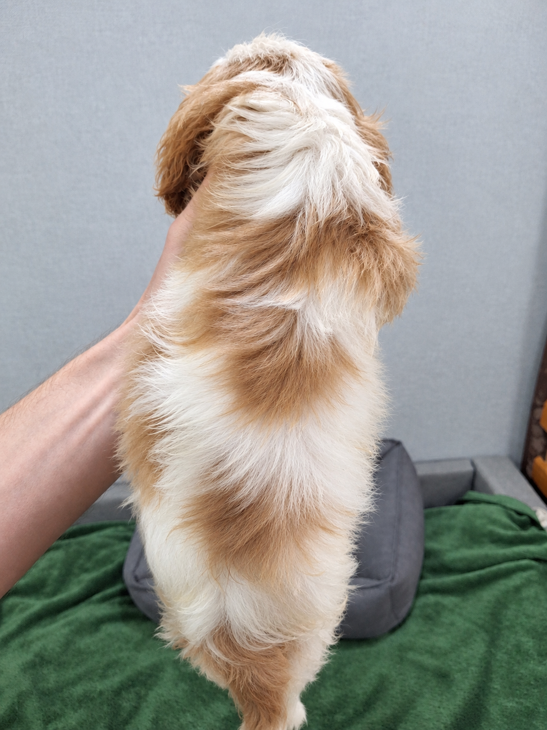 Cavalier King Charles spanjeli kutsikad!